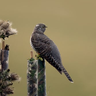 Juvenile cuckoo at Woolacombe, Devon